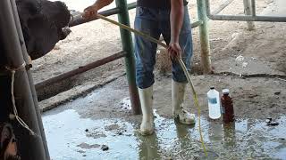 Ruminal Acidosis in a cow what a huge amount of fluids [upl. by Jeramey]