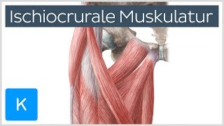 Ischiocrurale Muskulatur  Anatomie des Menschen  Kenhub [upl. by Ashwin]