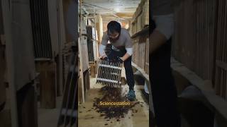 Cockroach Farming in China that is crazy sciencestation viralvideo shorts [upl. by Gujral]