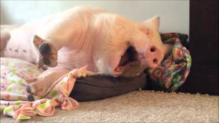 Esther the Wonder Pig the BIGGEST YAWN EVER [upl. by Aidualk]