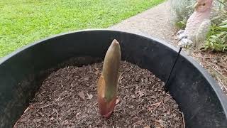 Emerging Amorphophallus bulbifer flower [upl. by Aleuname]