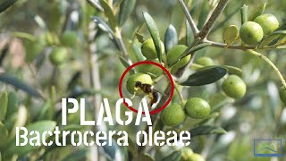 Trampas para BACTROCERA OLEAE 🪰 La MOSCA del olivo LdN oliviCULTURA [upl. by Eirrahs639]