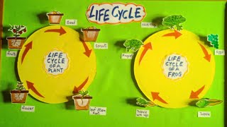 The Life Cycle of a Frog  Life Cycle Of a Plant  how plant grow  life cycle of Frogplant model [upl. by Kumler]