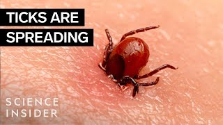 Why Ticks Are So Hard To Kill [upl. by Curzon]