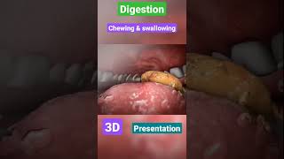 Digestive system  gastrointestinal  physiology anatomy mbbs love neet doctor [upl. by Prue]