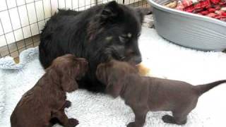 Field spaniel puppies and our finnish lapphund Misa [upl. by Bivins]