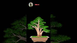 Demo bonsai shorts 01 [upl. by Namruht]