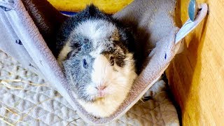 5 Things Your Guinea Pig Will Love [upl. by Anastase33]