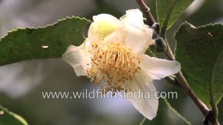 Camellia sinensis or the tea plant growing in Sikkim [upl. by Eniar]