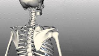 Scapula and Clavicle  Shoulder Girdle  Anatomy Tutorial [upl. by Afra775]