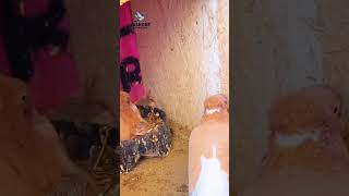 What to do after hatching baby birds pigeon hatching baby care shorts viralvideo kabutar [upl. by Llohcin]