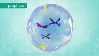 M Phase of the Cell Cycle [upl. by Eelam]