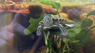 Red eared slider Feeding tips‼️💯 [upl. by Beetner]