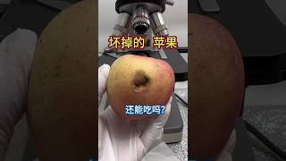 APEL under microscopefruit science microscope shortsfeed shortsvideo shoers chinesfood123 [upl. by Atlee]