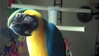 Macaw Talking And Counting [upl. by Ydnyc]