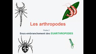 faunistique s4  les arthropodes partie 2 شرح بالعربية [upl. by Atirma]