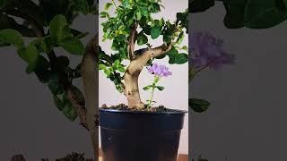 Flowering bonsai  Lagestroemia indica bonsai bonsaitree [upl. by Iris460]