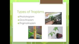 Plant Adaptations [upl. by Ruyle]