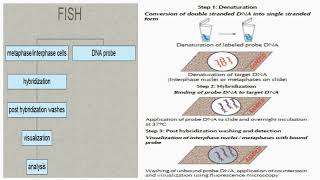 FISH Technique Steps Procedures [upl. by Yklam]