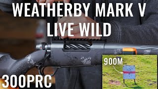 WEATHERBY MARK V LIVE WILD 4K [upl. by Gabey]