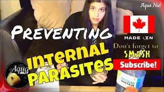 Preventing Internal Parasites in Aquarium Fish Using Epsom Salt [upl. by Arimas]