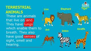 classifying animals based on habitat [upl. by Annis]