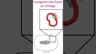 Lysogenic Cycle of Lambdaphage microbiology bacteriophage animation [upl. by Obellia316]