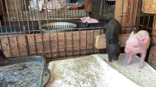 Mama Pig Comes to Rescue Her Squealing Piglet  SATX Pet Pigs [upl. by Daffodil]