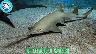 10 Amazing facts about the SawFishCarpenter Shark  KingdomAquatica [upl. by Leda38]