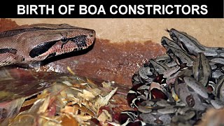 Past the Due Date When Will Your Boa Give Birth [upl. by Adamis]