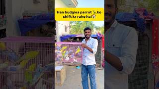 Ham Budgies parrot 🦜ko shift kr rahe hai🏠 petlover minivlog birds budgies parrot petlover [upl. by Seline]