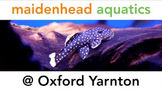 Maidenhead Aquatics  Oxford Yarnton [upl. by Alyhs]