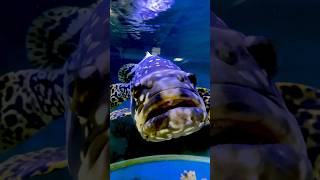 MONSTER FISH Vs WAVE MAKER paulstingray bumblebeegrouper [upl. by Ardine826]