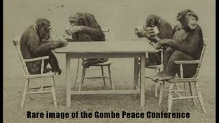 Gombe Chimpanzee War meme [upl. by Cock]