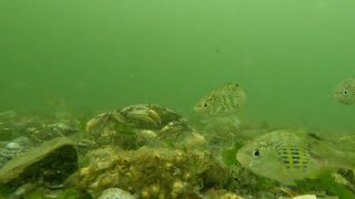 Whats under the water Camano Island State Park boat launch 2 [upl. by Eseilenna]