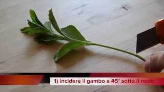 Come fare una talea di Stevia in 60 secondi [upl. by Miranda631]