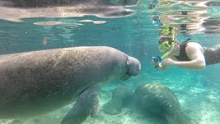 Swimming with Florida manatees [upl. by Dej192]