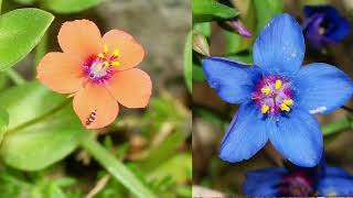 Anagallis arvensis plant कृष्ण नील का पौधा  क्या आपने देखा है ऐसा ख़ूबसूरत जड़ी बूटी वाला पौधा [upl. by Steffin]