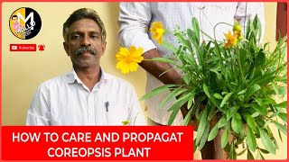 How to care and propagat Coreopsis plant [upl. by Ozkum880]