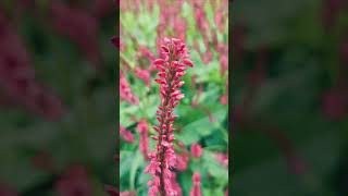 Persicaria Amplexicaulis Blood Red Spikes  SinglishBlend [upl. by Uhayile]