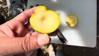 White Sapote  First Ever Taste Test  UK home grown fruit [upl. by Temirf]