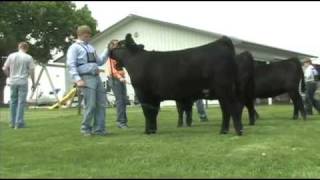 Fitting and Showing Angus Cattle Part 2 [upl. by Steffie]