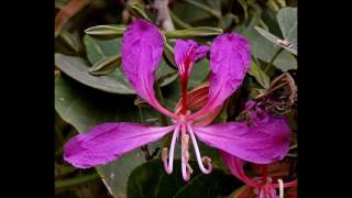 Bauhinia purpurea [upl. by Strenta674]