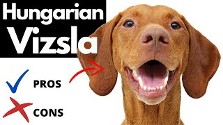 Hungarian Vizsla Pros And Cons  The Good AND The Bad [upl. by Gautea]