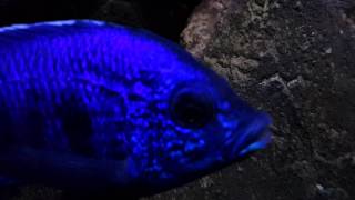 Copadichromis Azureus 20140301 [upl. by Ferris602]