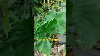 Alocasia Stingray plants tanamanhias alocasia stingray philocasiagarden floral garden kebun [upl. by Arolf]