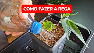 Como fazer a rega no cultivo indoor [upl. by Nydia821]