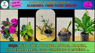 COMO FAZER MUDAS DE ALAMANDA PauloBonsai​​​​​​​​​​​😉😍 [upl. by Wake]