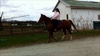 Gaited Quarter Horse [upl. by Sande]