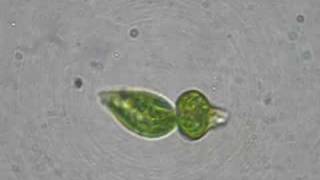 Binary fission Euglena [upl. by Adlihtam]